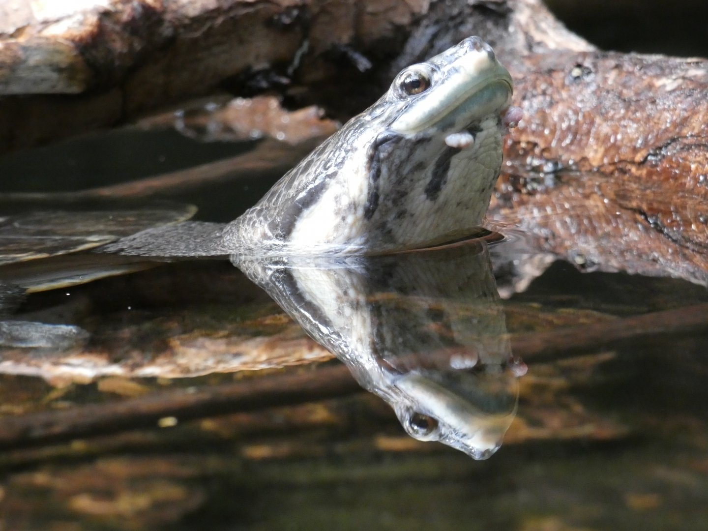 Geoffroy's Side-necked Turtle