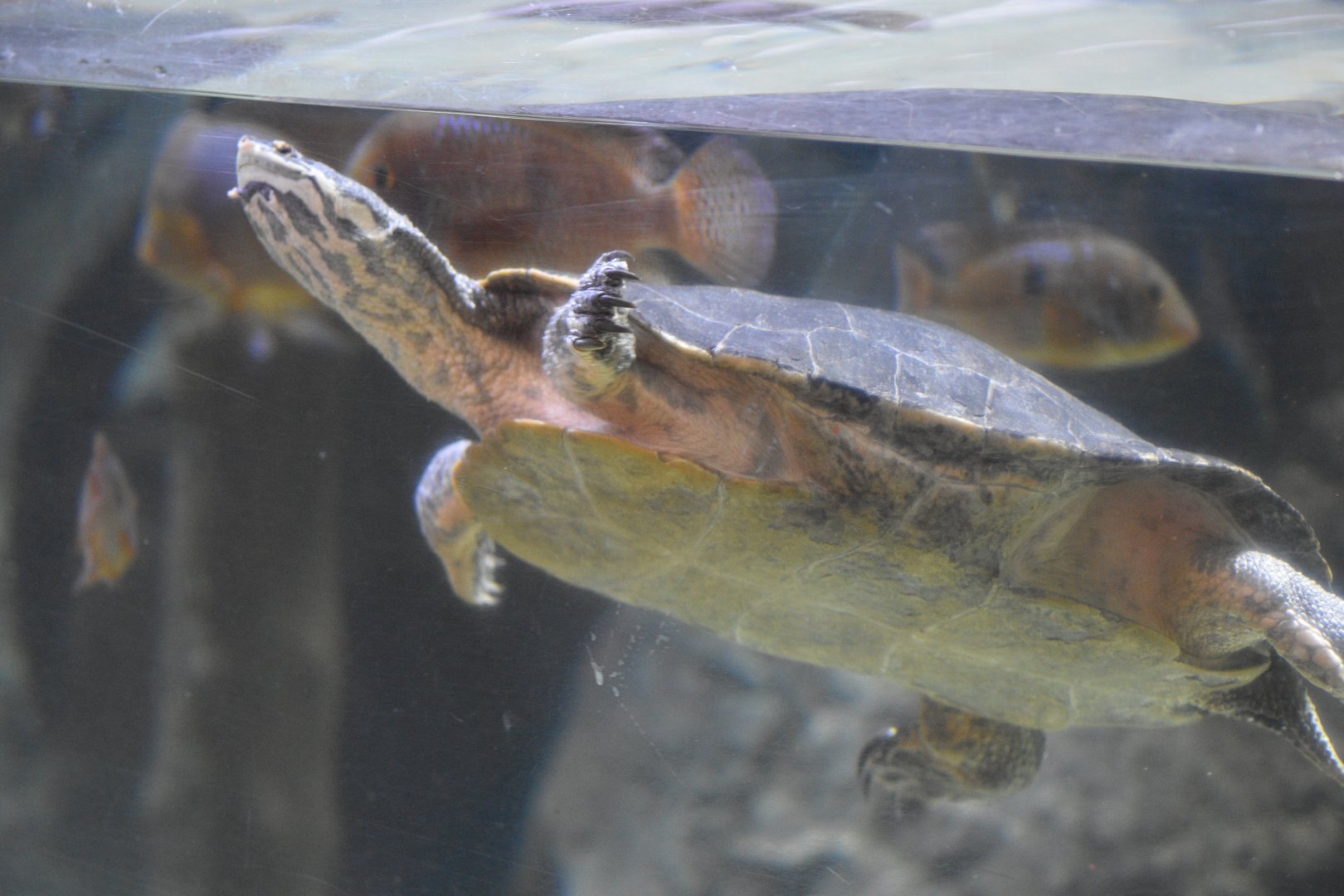 Geoffroy's side-necked turtle