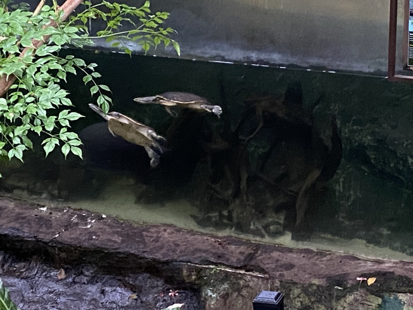 Geoffroy’s side-necked turtles 050924