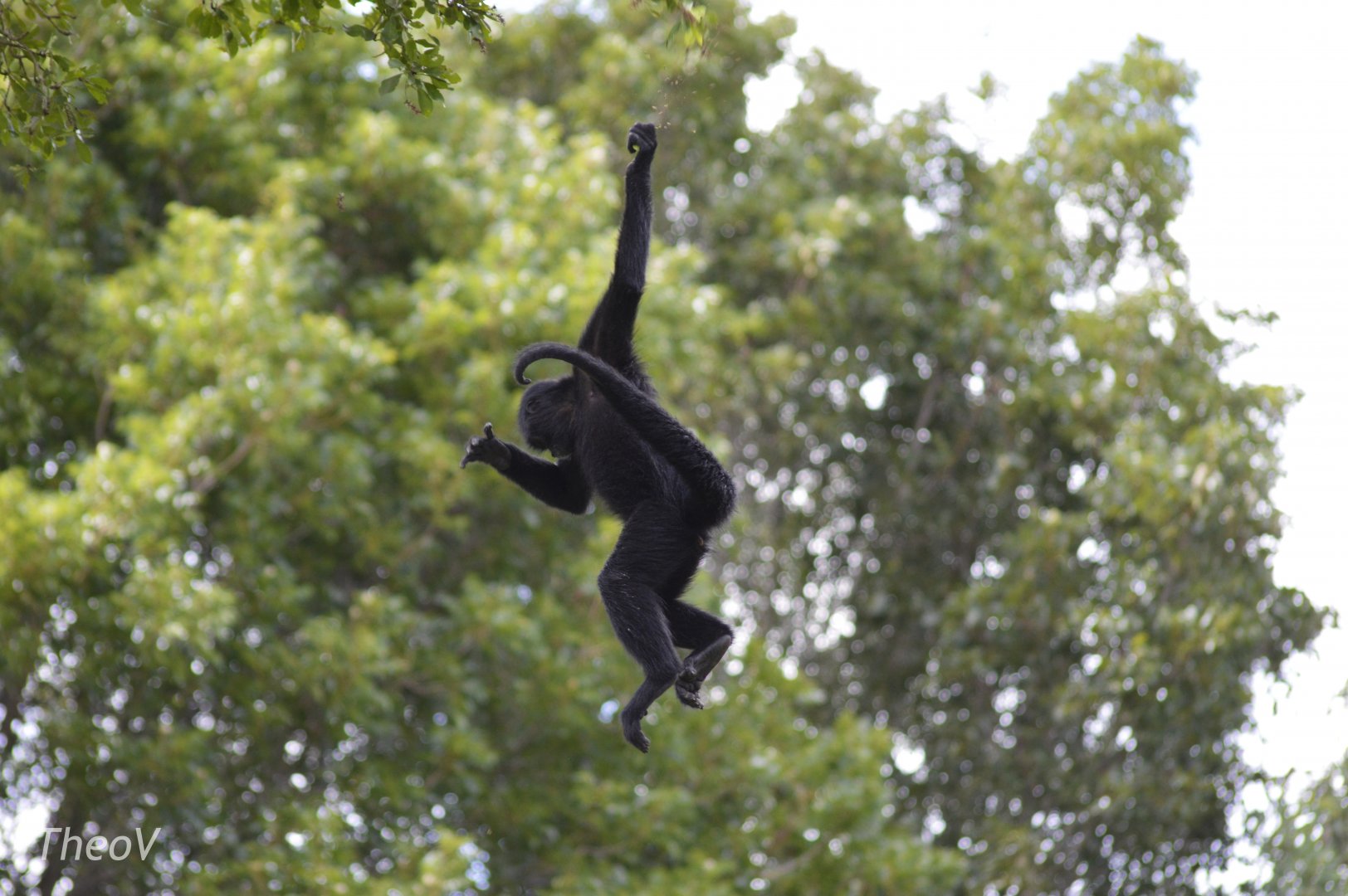 Geoffroy’s spider monkey [2017]