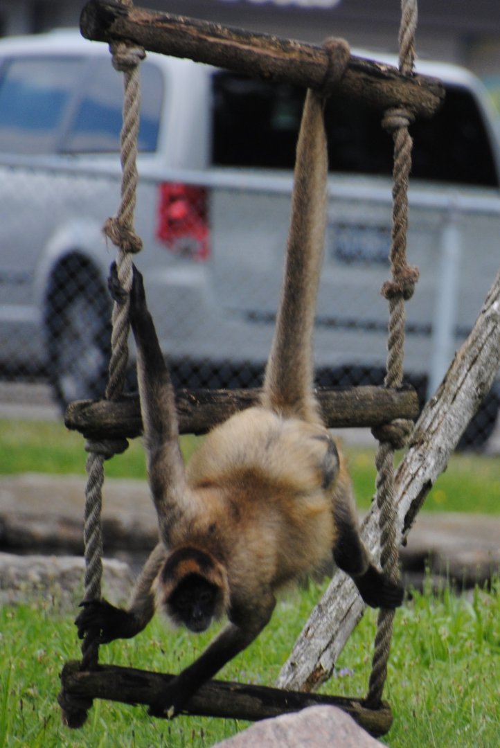 Geoffroy's Spider Monkey ("African Queen" boat cruise)