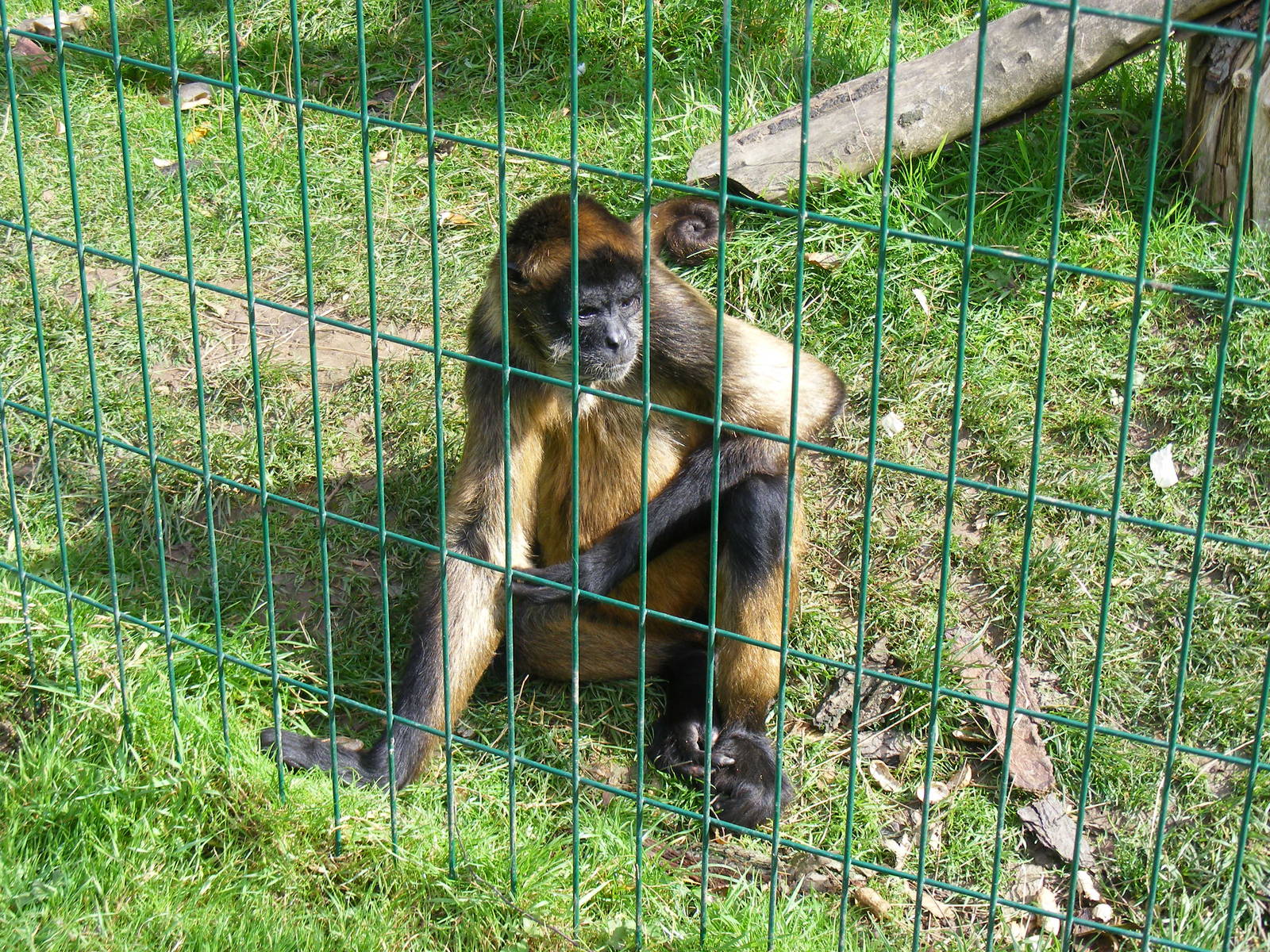 Geoffroy's spider monkey at Amazona Zoo, 15 September 2010