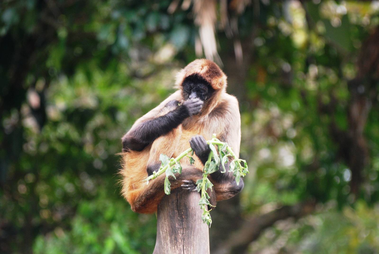Geoffroy's Spider Monkey at Zoo Simon Bolivar, 12/04/14