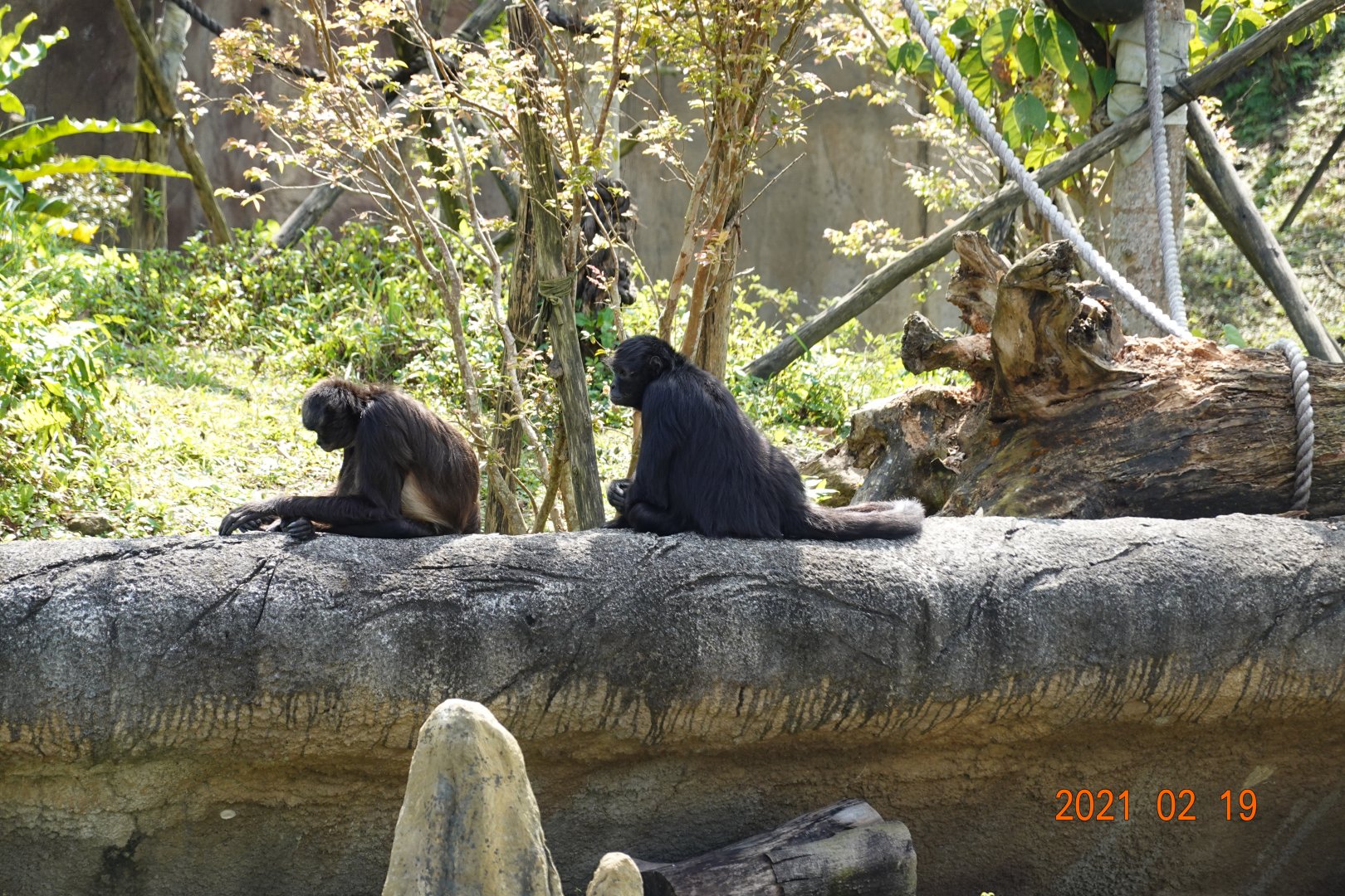 Geoffroy's Spider Monkey (Ateles geoffroyi) and Black-headed Spider Monkey (Ateles fusciceps)
