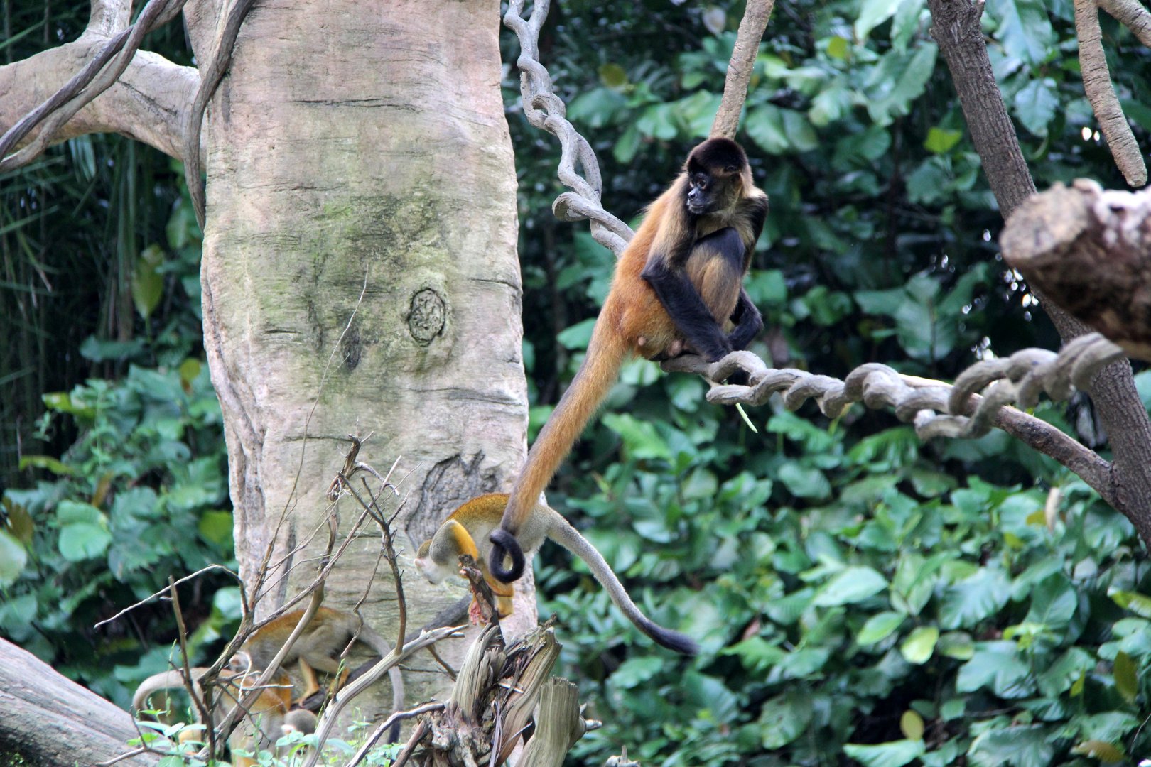 Geoffroy's spider monkey (Ateles geoffroyi) ssp ID? w/ squirrel monkeys
