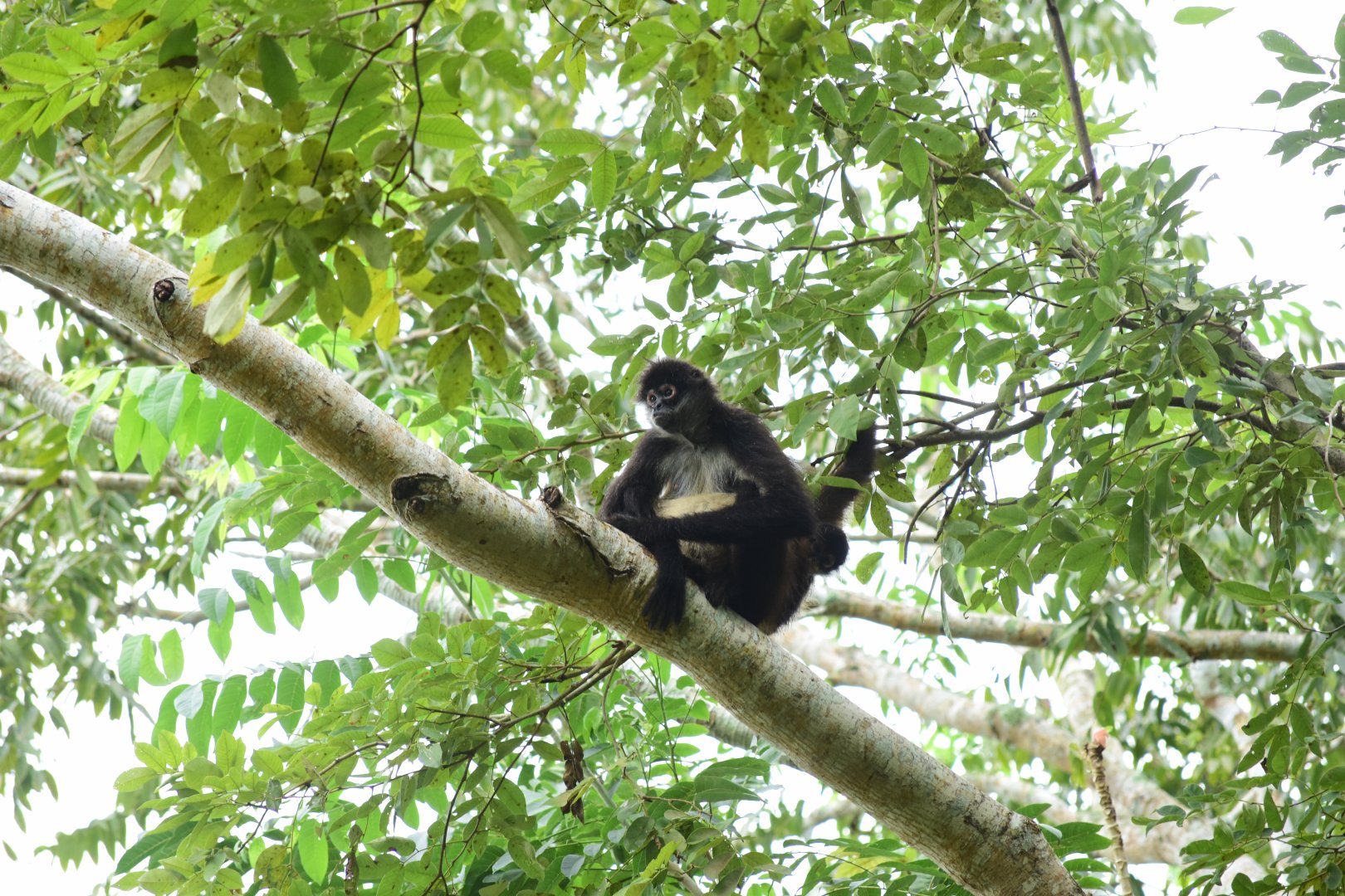 Geoffroy’s spider monkey (Ateles geoffroyi) with baby
