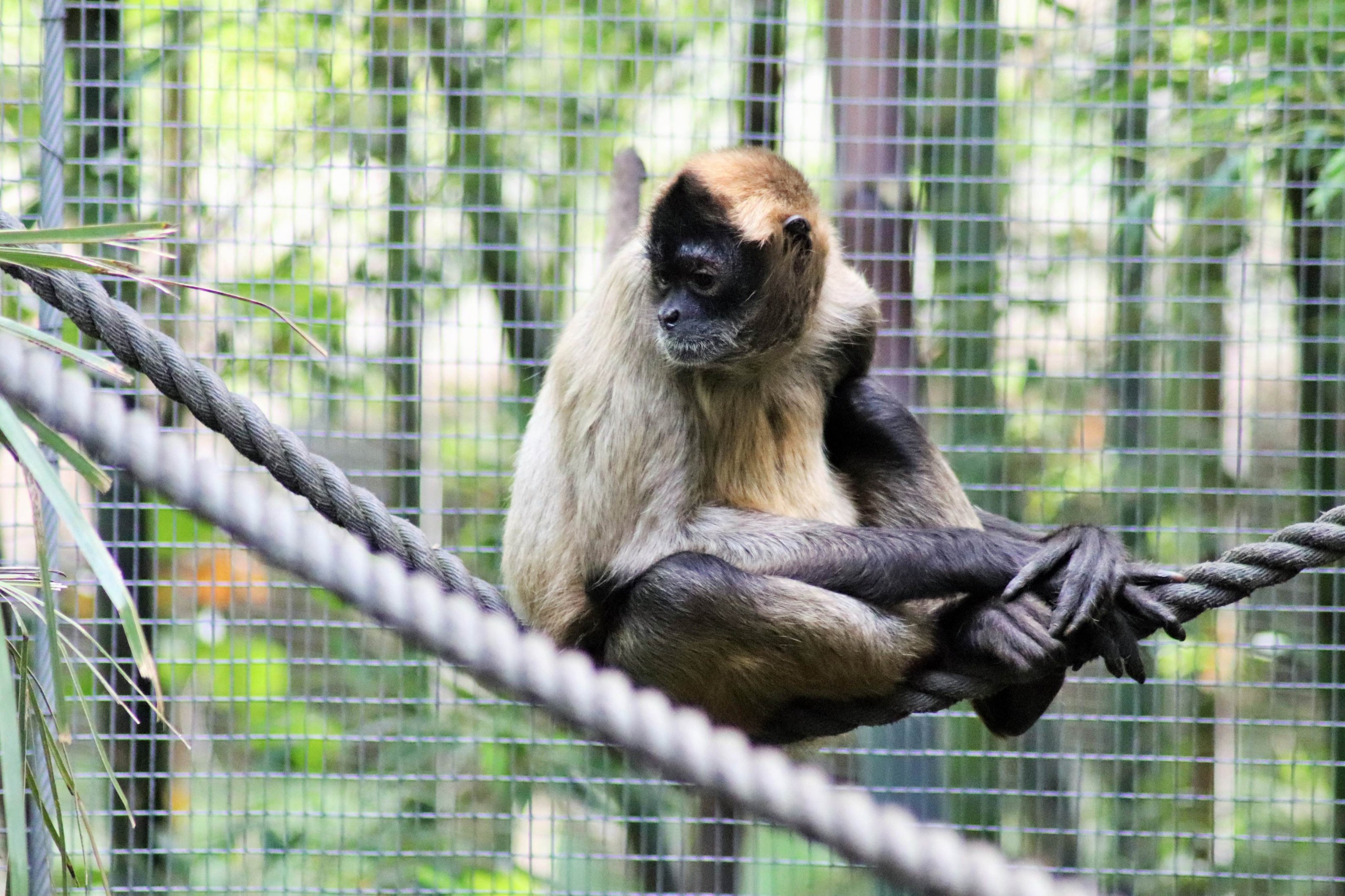 Geoffroy's Spider Monkey (Ateles geoffroyi)