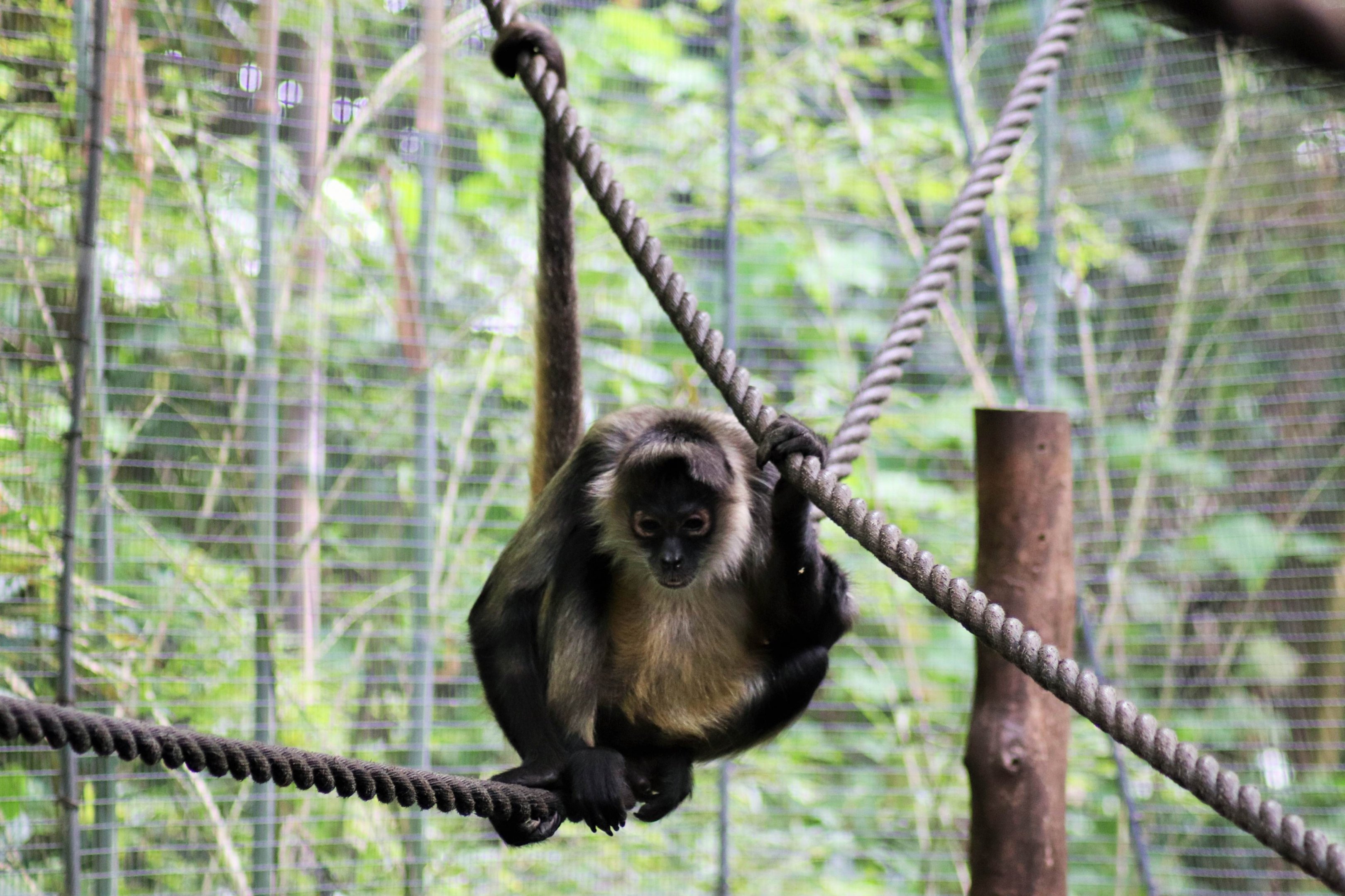 Geoffroy's Spider Monkey (Ateles geoffroyi)