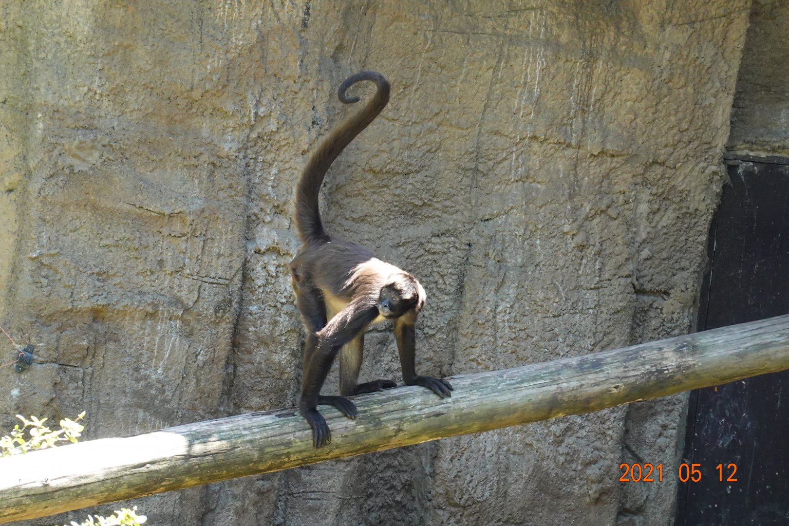 Geoffroy's Spider Monkey (Ateles geoffroyi)