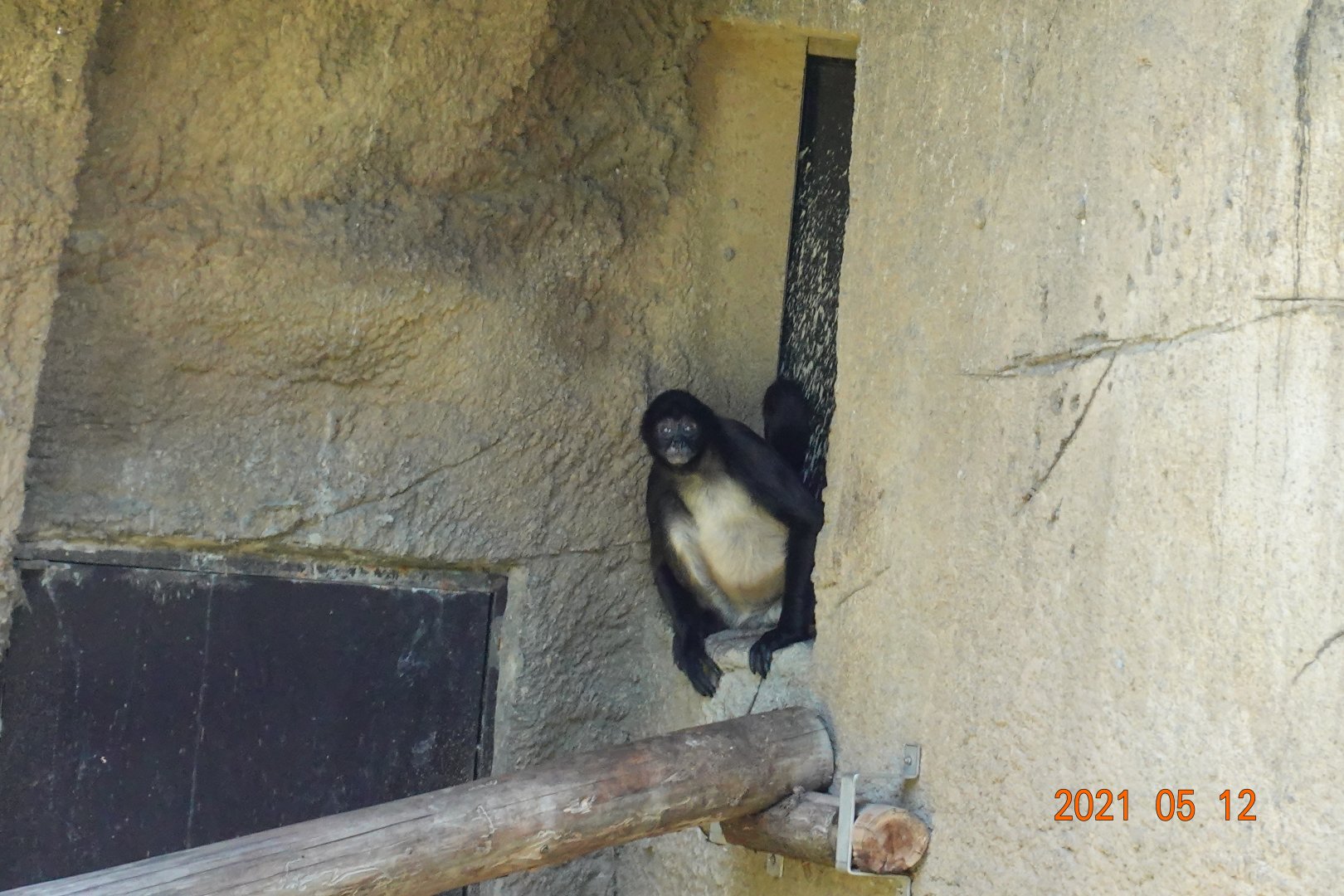 Geoffroy's Spider Monkey (Ateles geoffroyi)
