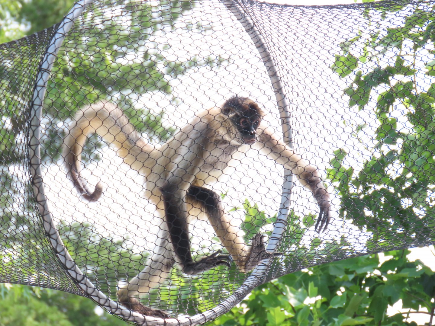 Geoffroy’s Spider Monkey (Ateles geoffroyi)