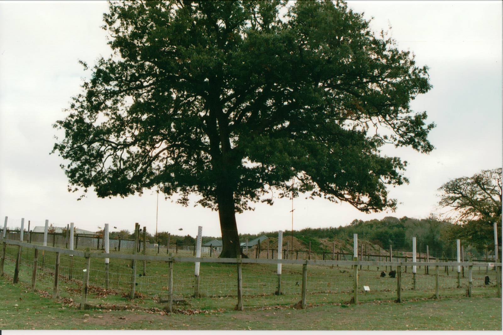 Geoffroy's Spider Monkey Enclosure - Suffolk Wildlife Park