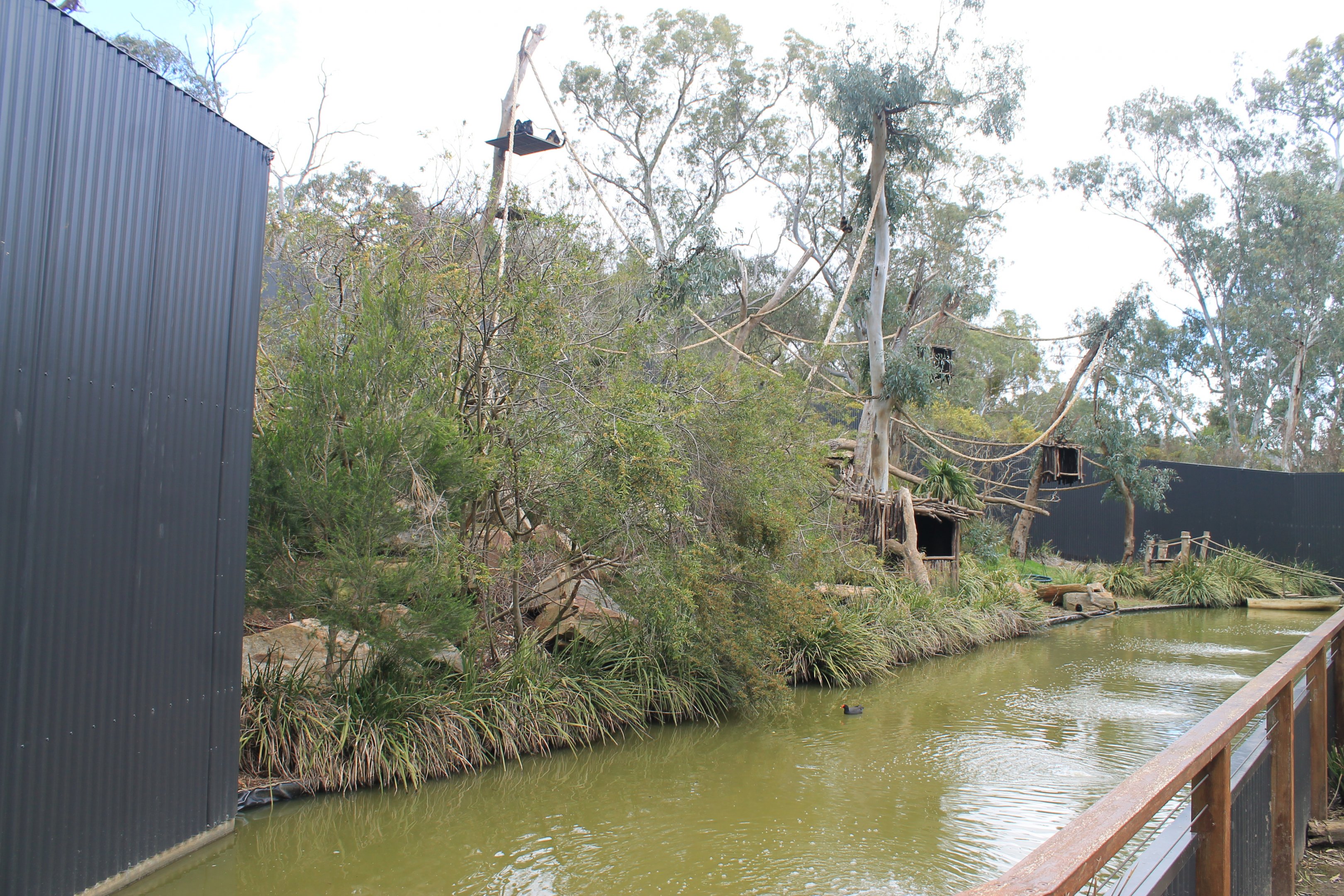 Geoffroy's Spider Monkey enclosure