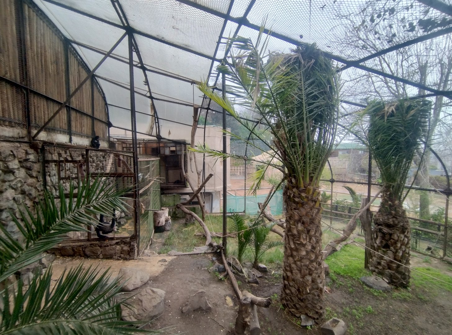 Geoffroy's spider monkey exhibit - Santiago Zoo (Zoologico nacional)