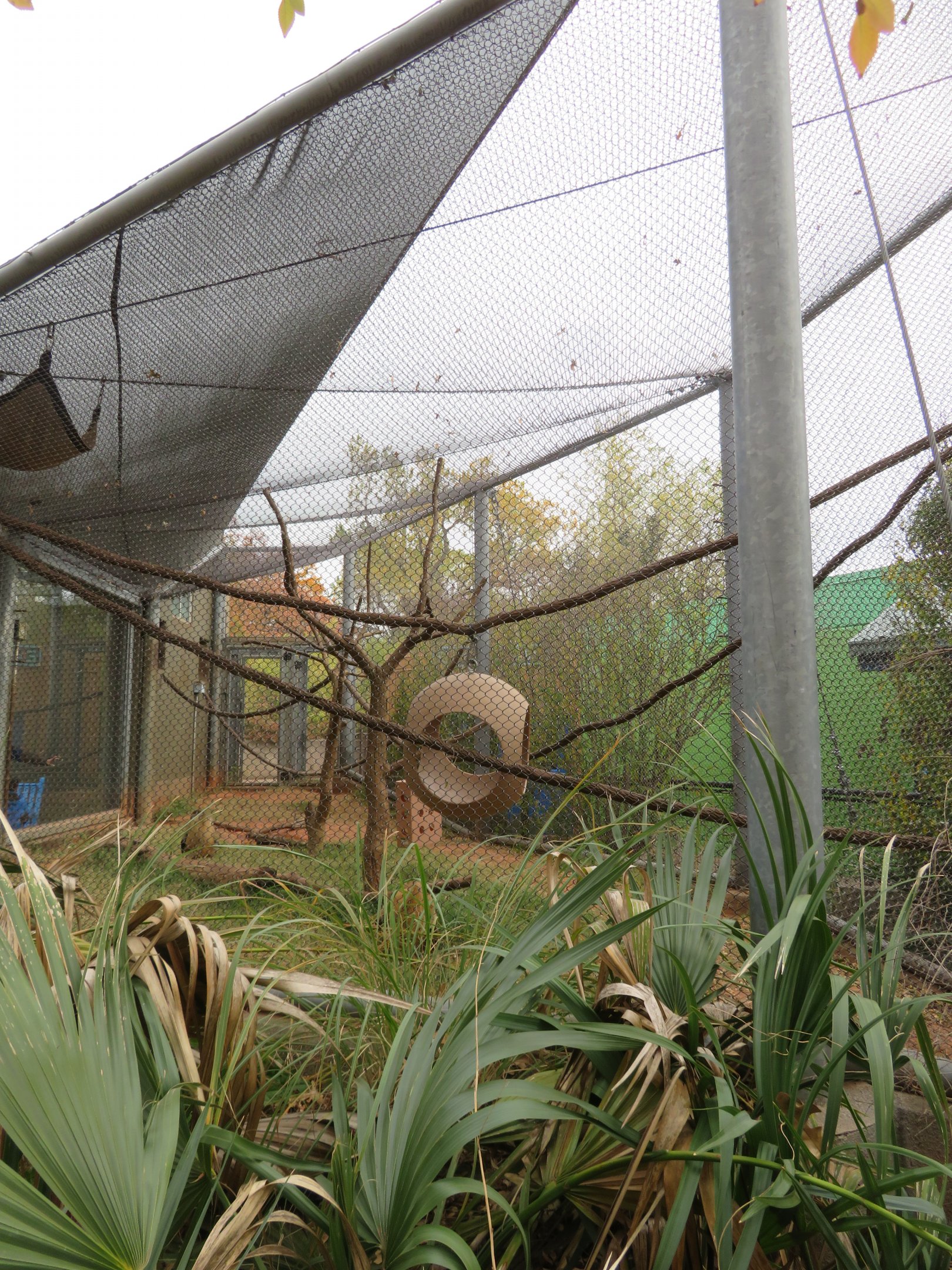 Geoffroy's Spider Monkey Exhibit