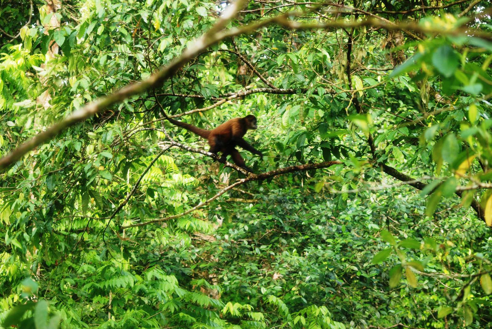 Geoffroy's Spider Monkey in Tortuguero, 14/04/14