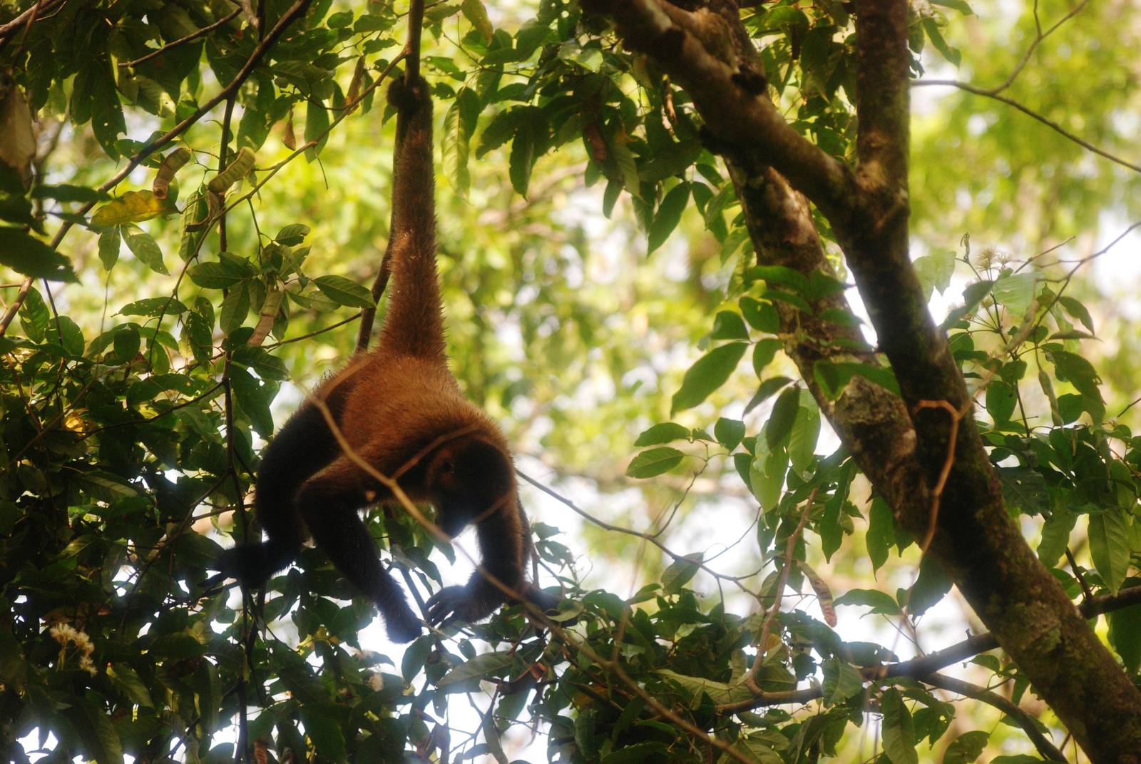 Geoffroy's Spider Monkey in Tortuguero, 14/04/14