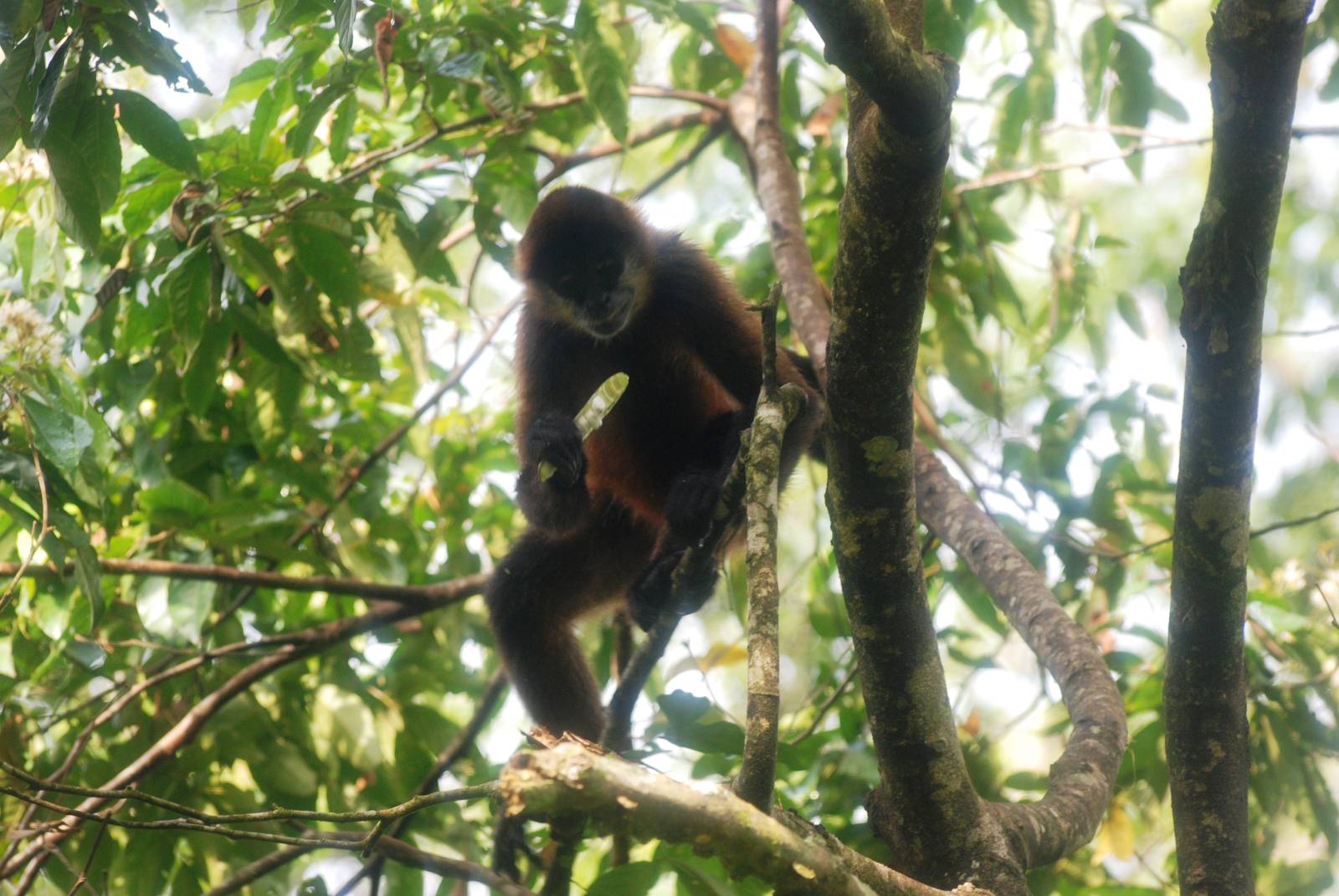 Geoffroy's Spider Monkey in Tortuguero, 14/04/14