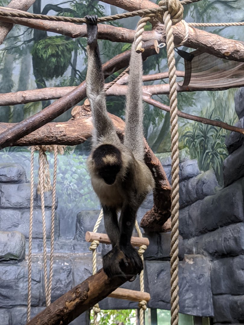 Geoffroy's spider monkey - indoor enclosure - 24-08-2020