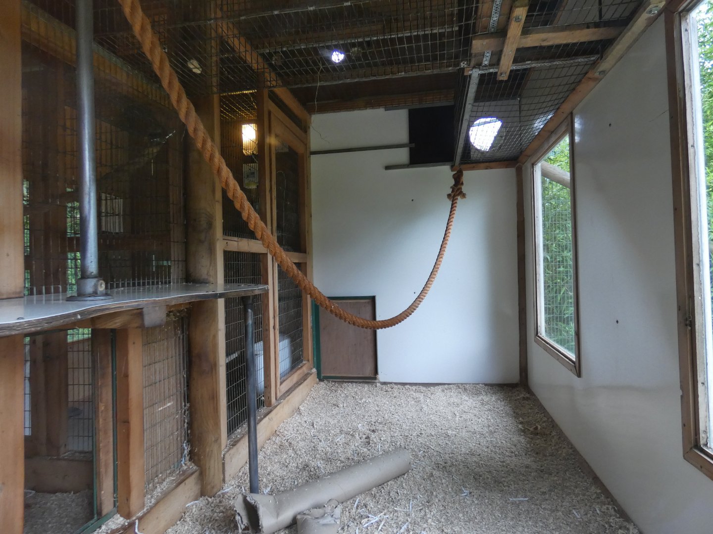 Geoffroy's spider monkey indoor enclosure