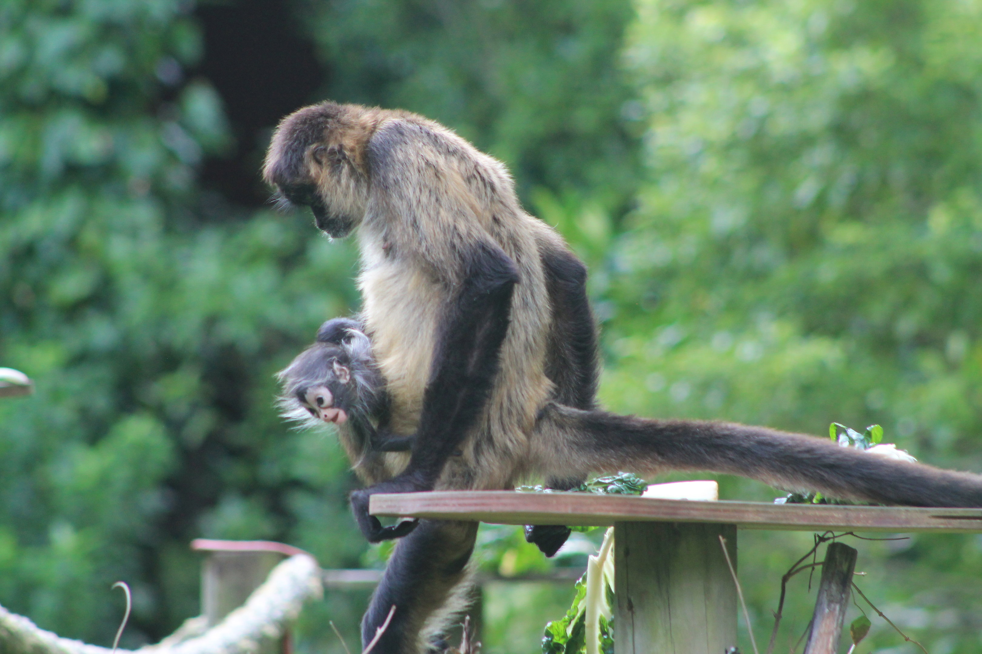 Geoffroy's Spider Monkey with baby