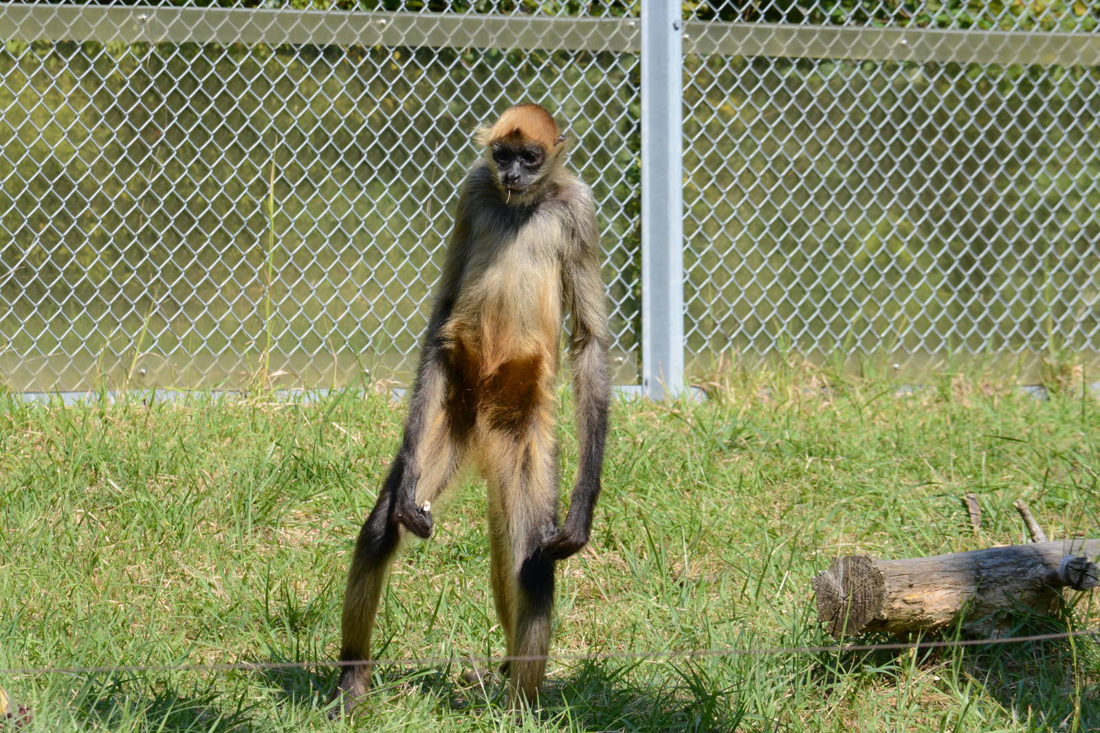 Geoffroy's spider monkey