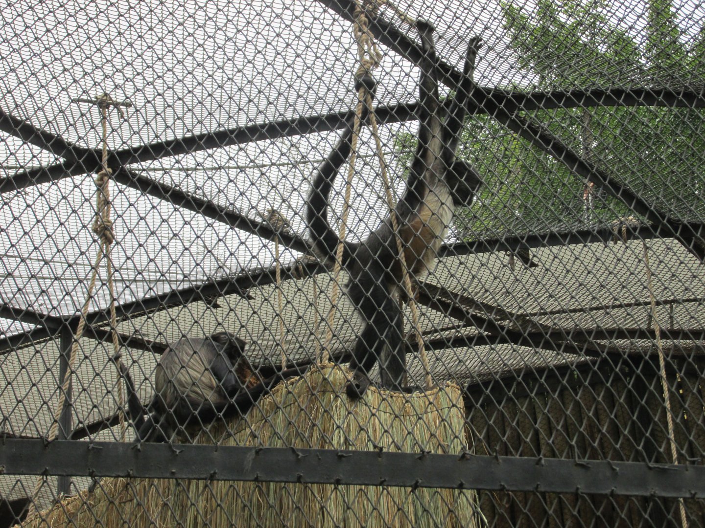 geoffroy's spider monkey