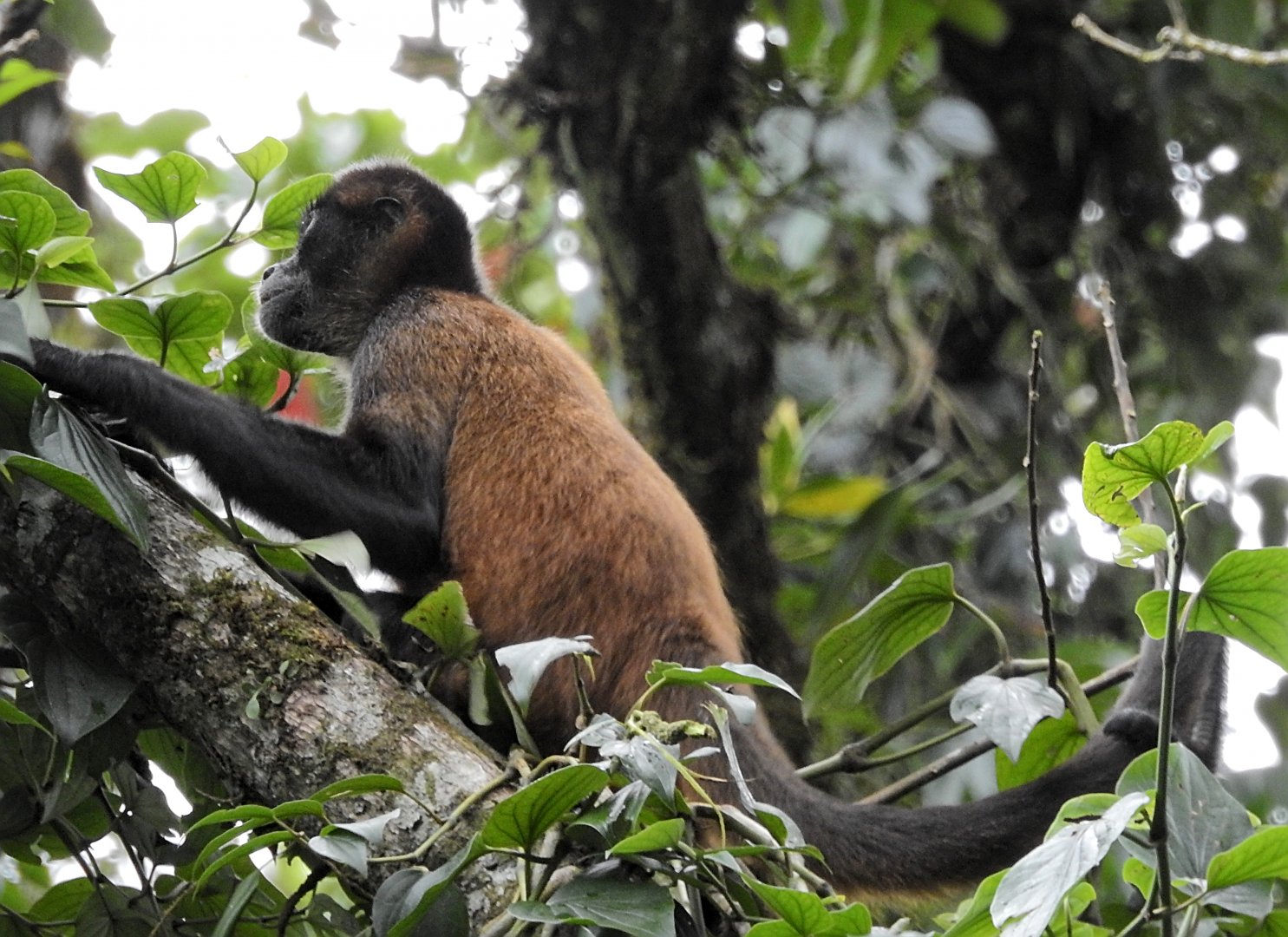 Geoffroy's Spider Monkey