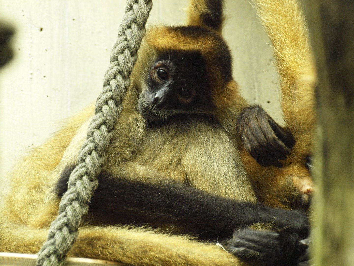 Geoffroy's spider monkey