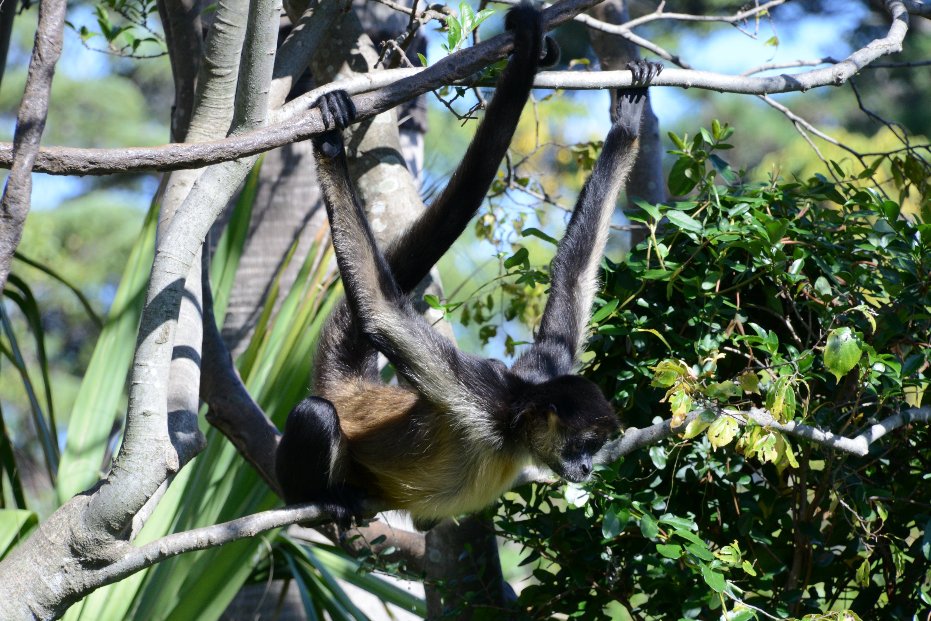 Geoffroy's spider monkey