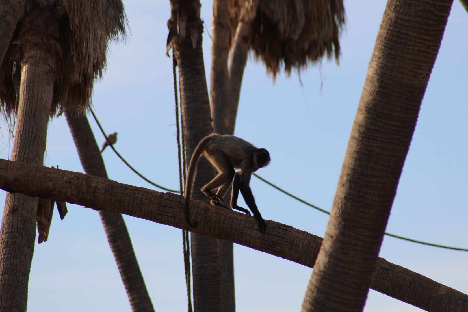 Geoffroy's Spider Monkey
