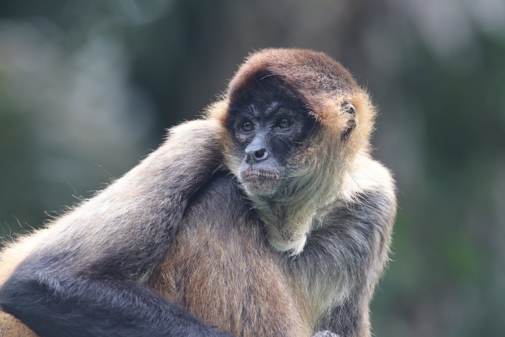 Geoffroy's spider monkey