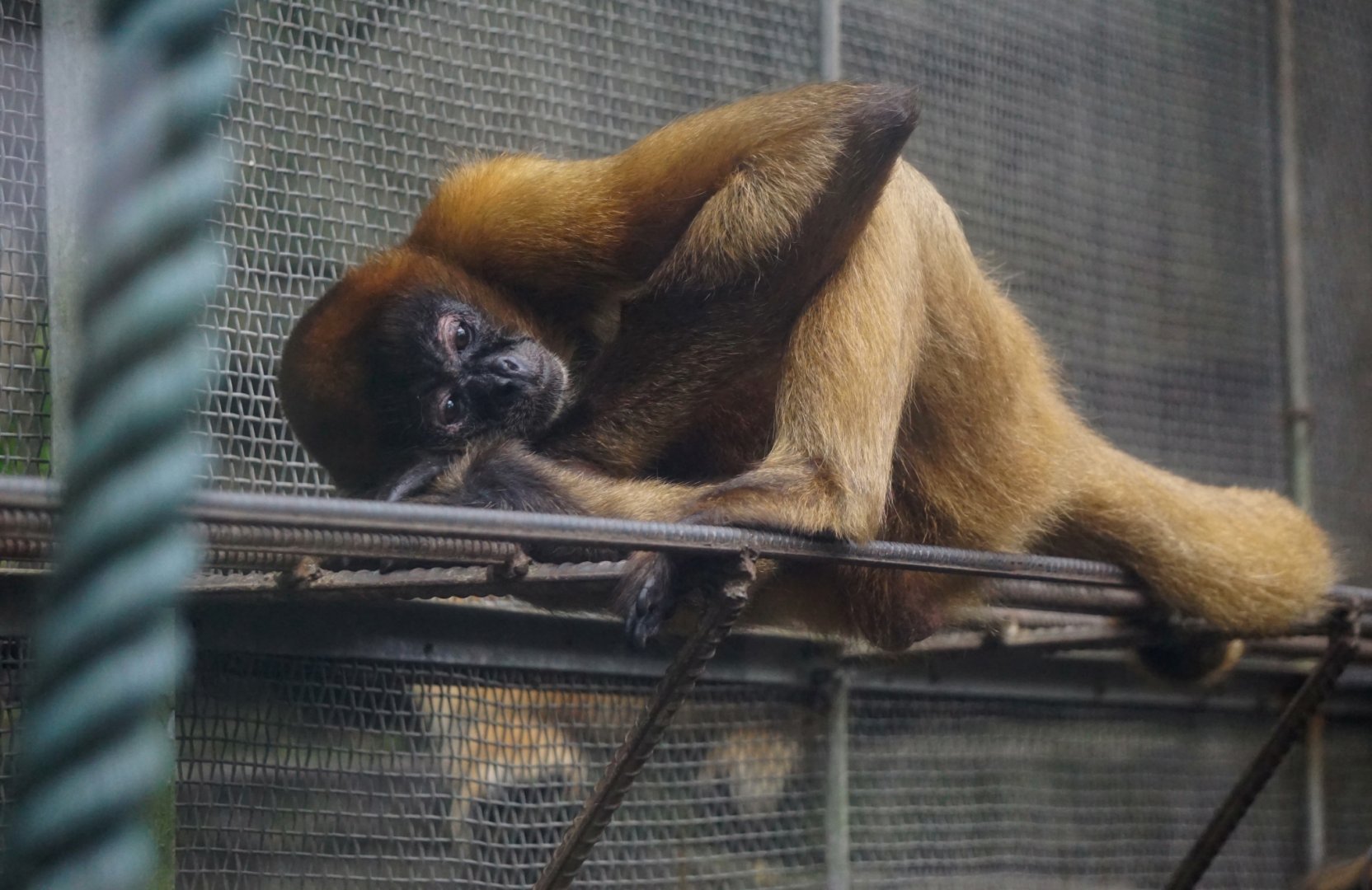 Geoffroy's spider monkey