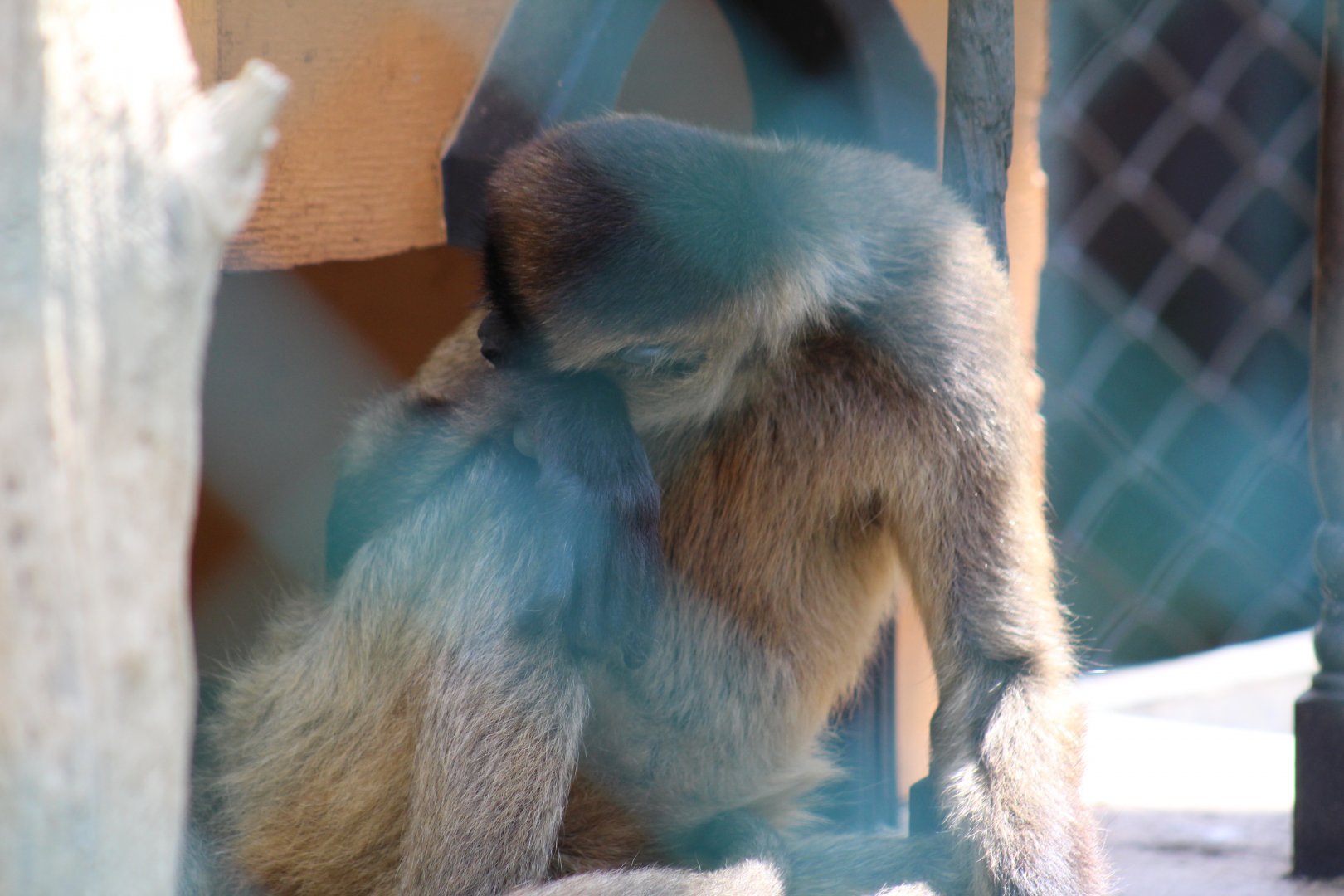 Geoffroy's Spider Monkey