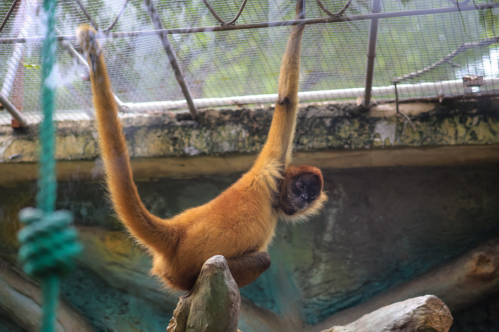 Geoffroy's spider monkey
