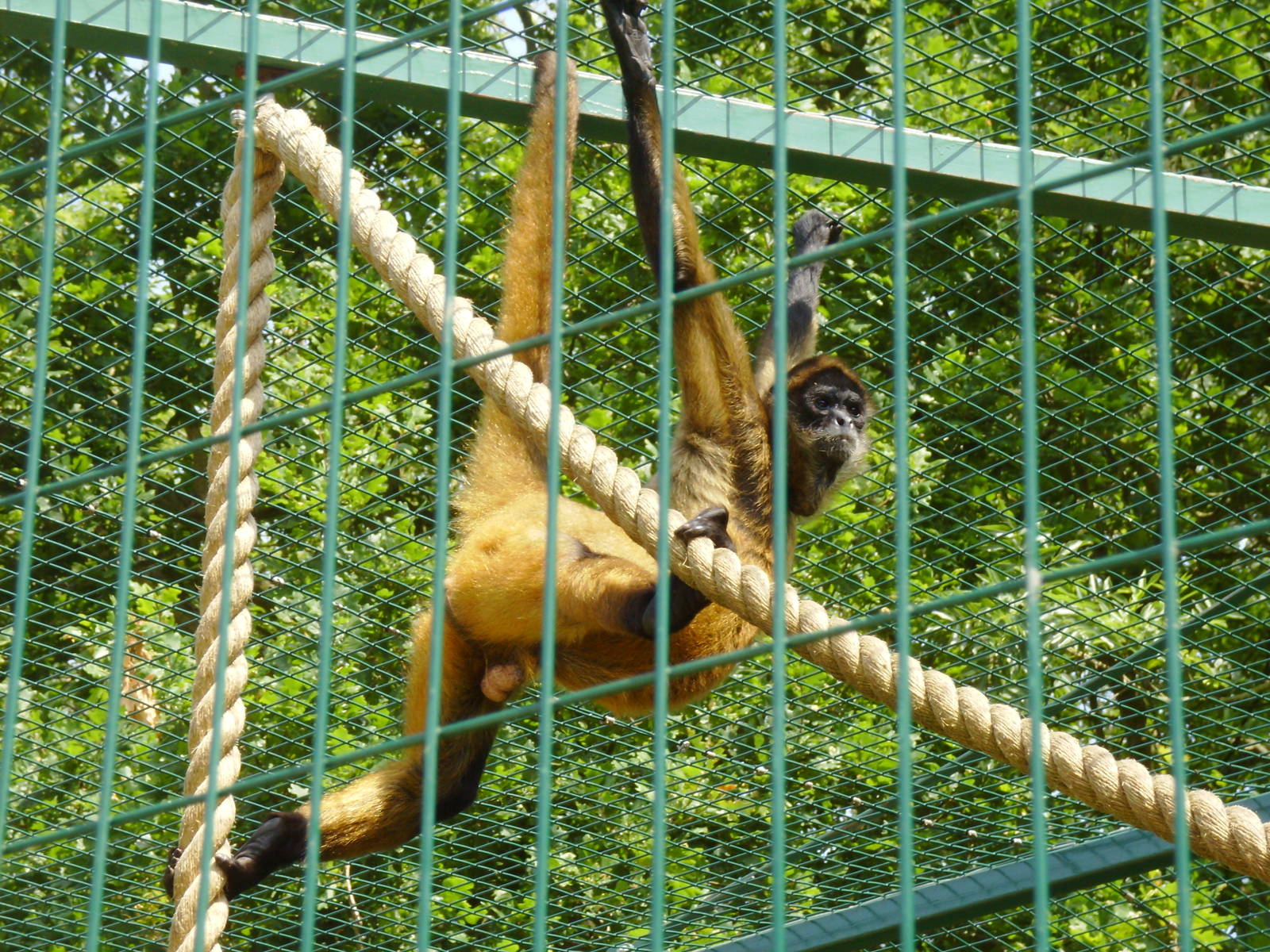 Geoffroy's Spider Monkey