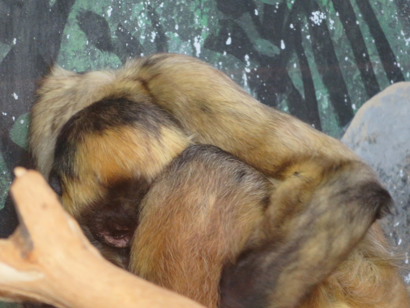 Geoffroy's spider monkey