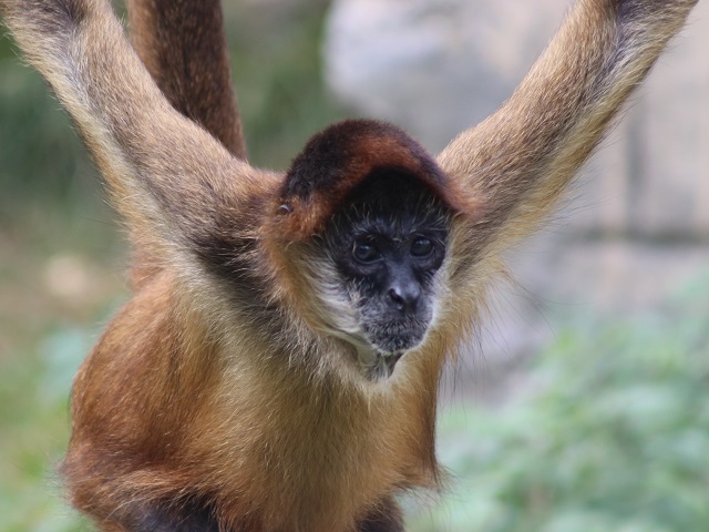 Geoffroy’s Spider Monkey