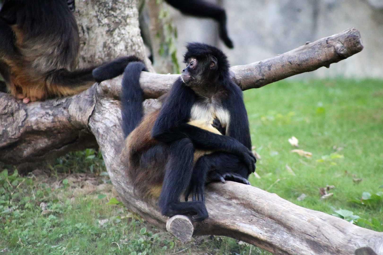 Geoffroy's Spider Monkey