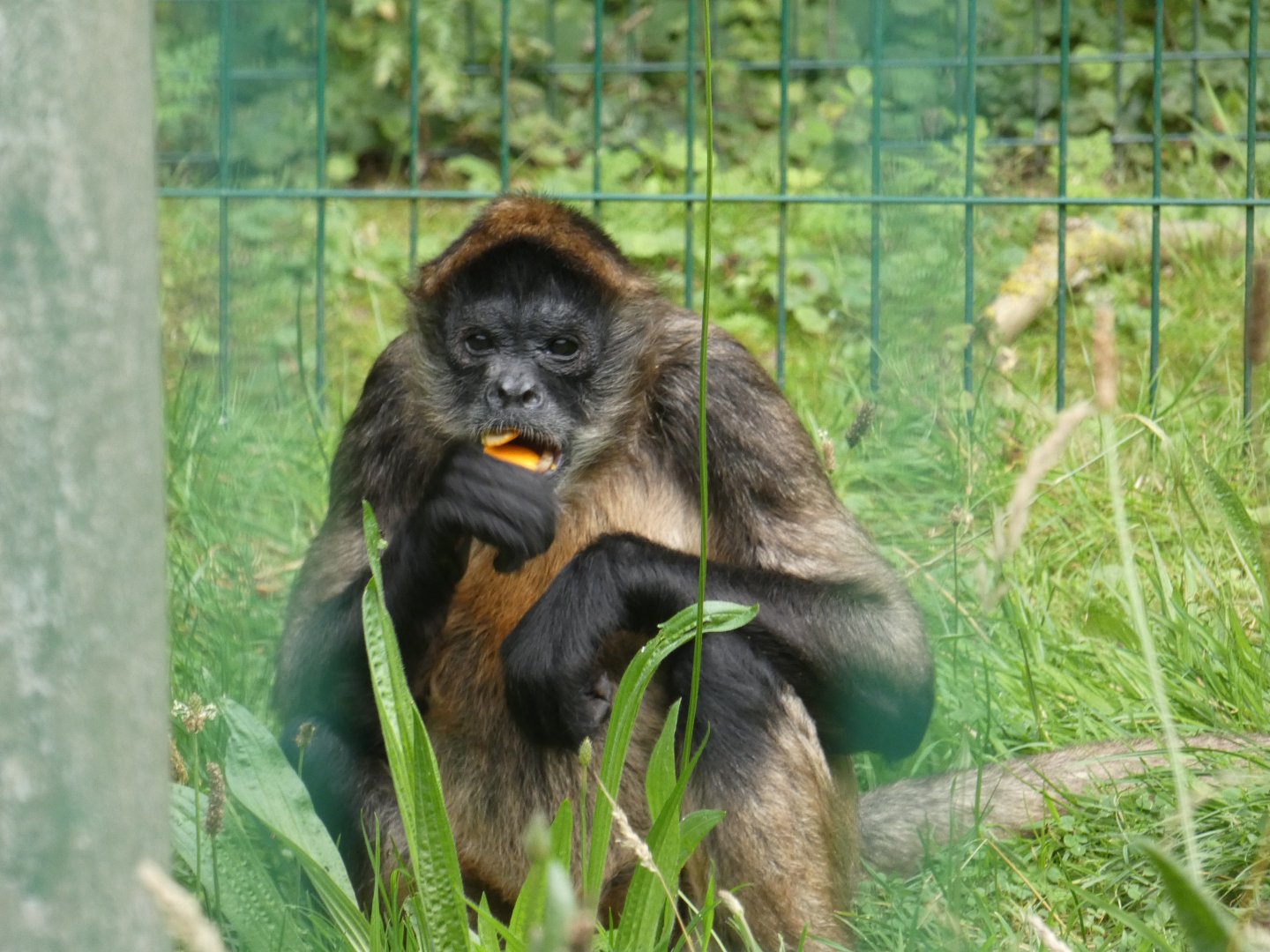 Geoffroy's spider monkey