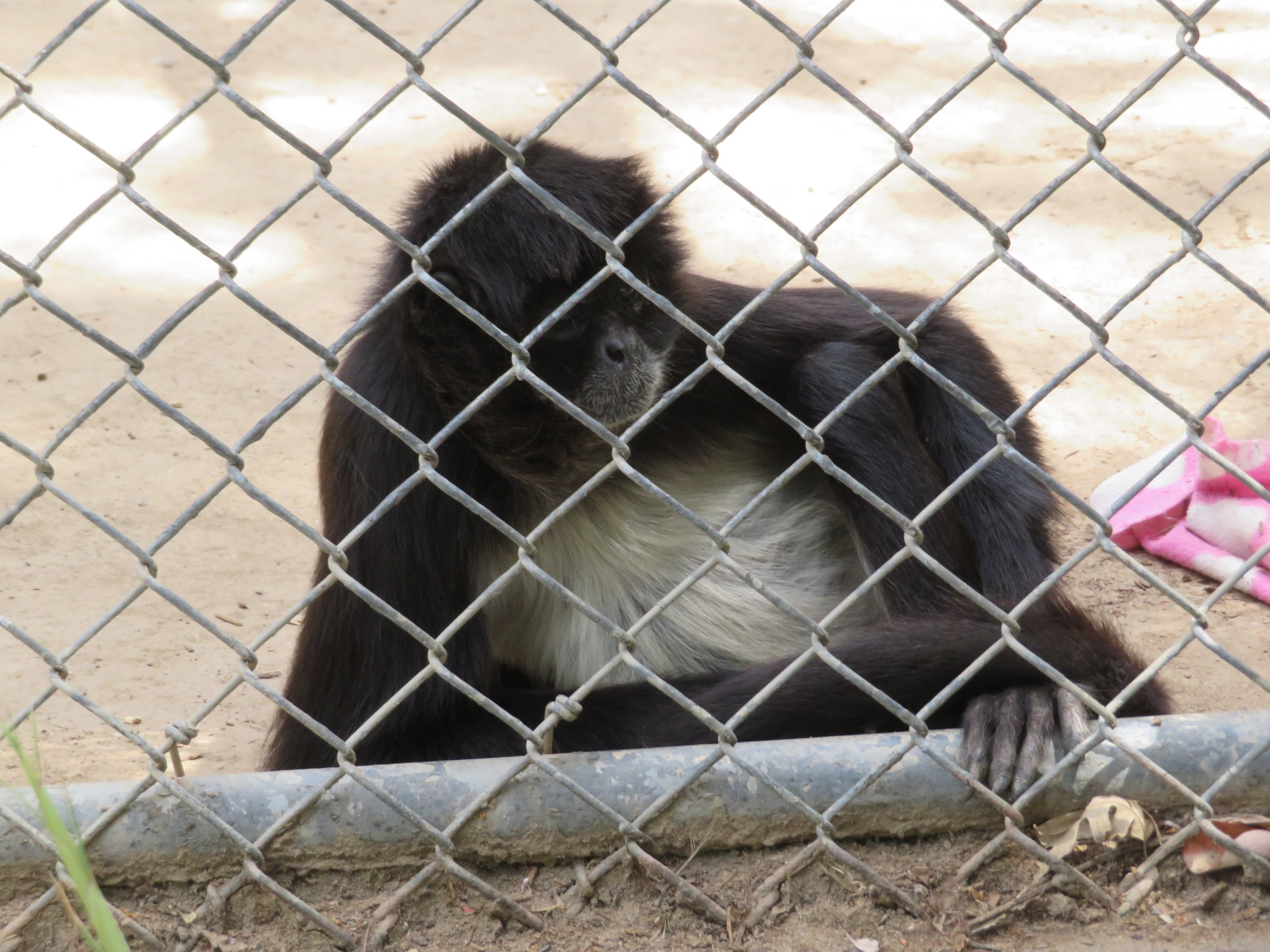 Geoffroy's Spider Monkey