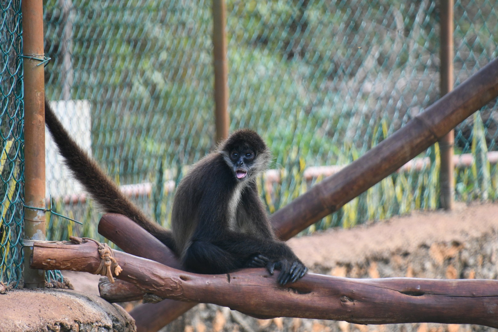 Geoffroy's Spider Monkey