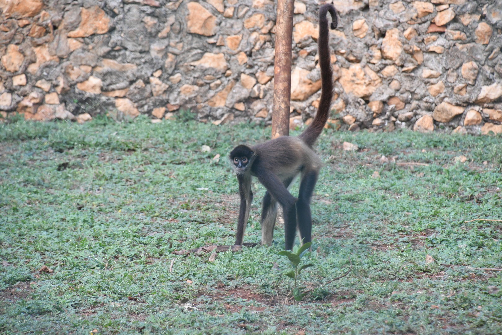 Geoffroy's Spider Monkey