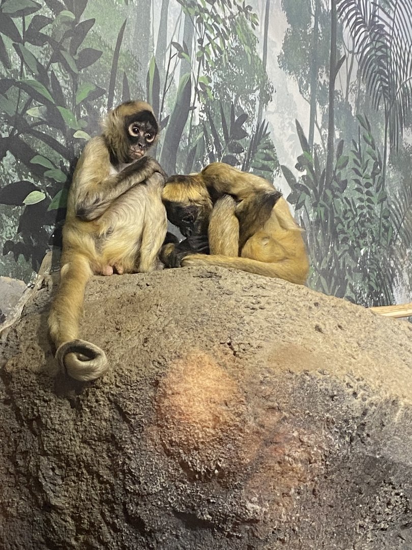 Geoffroy’s Spider Monkey