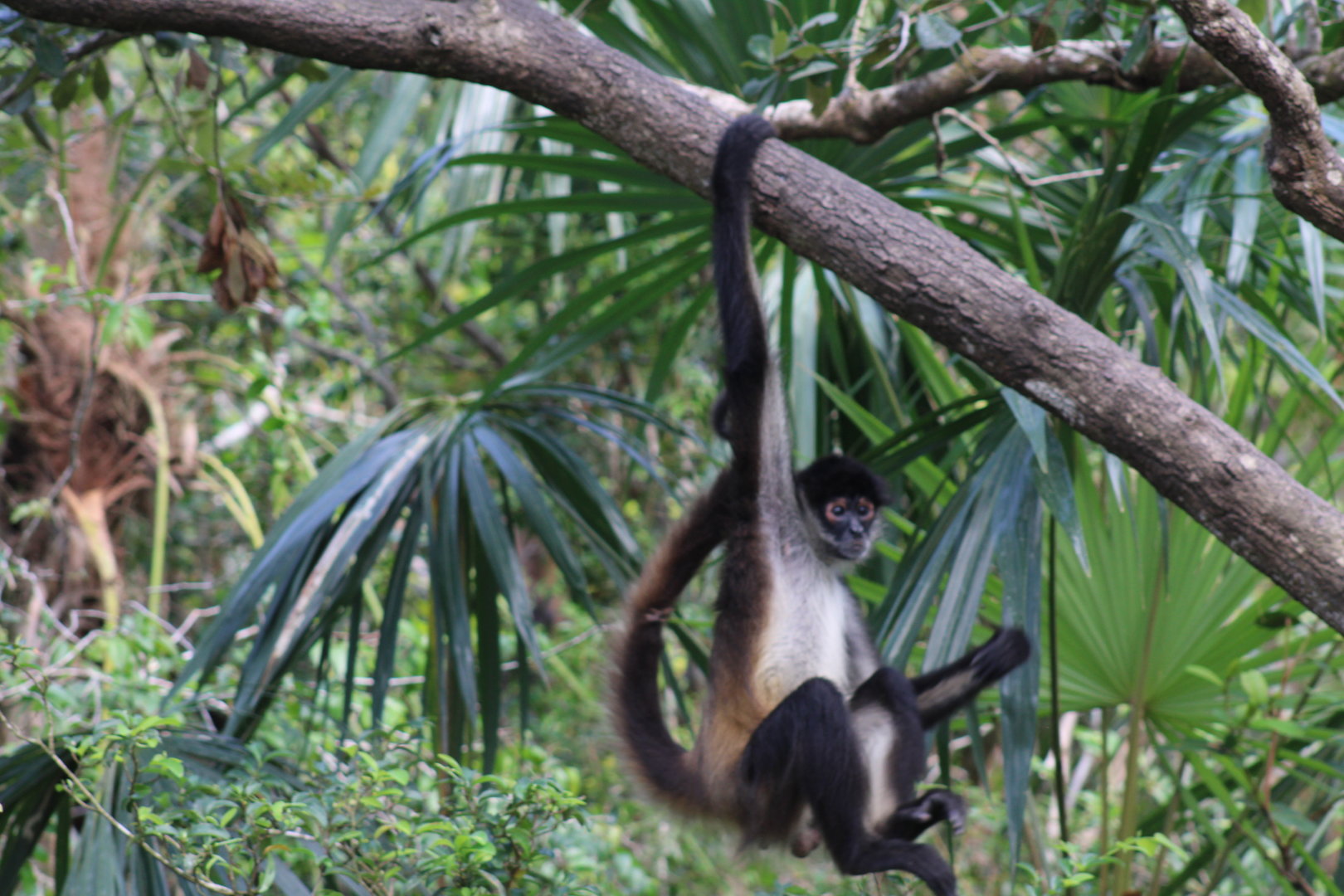 Geoffroy’s Spider Monkey