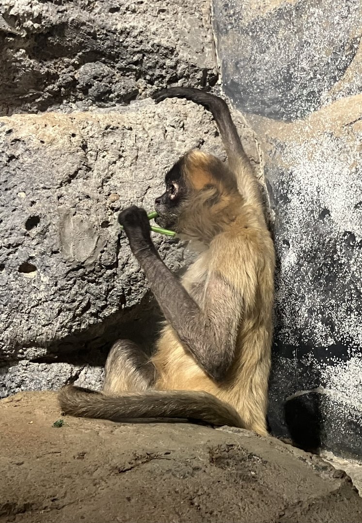 Geoffroy’s Spider Monkey