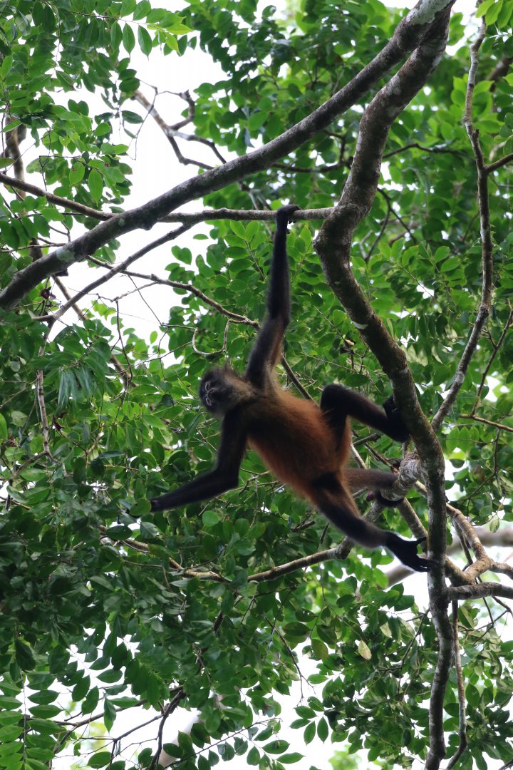 Geoffroy's Spider Monkey
