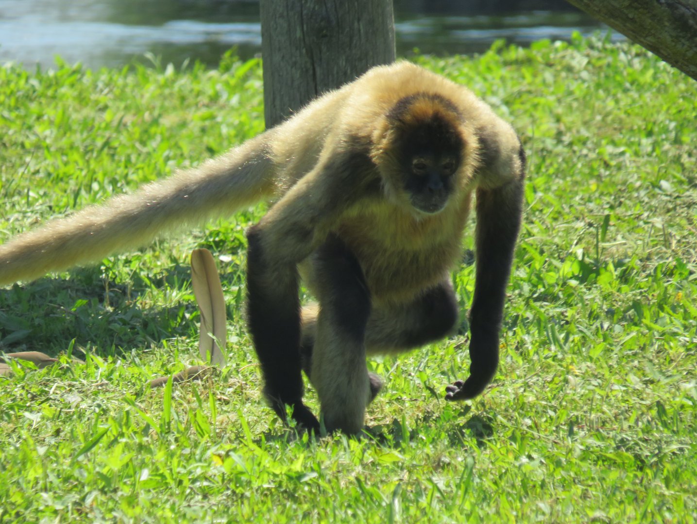 Geoffroy's spider monkey