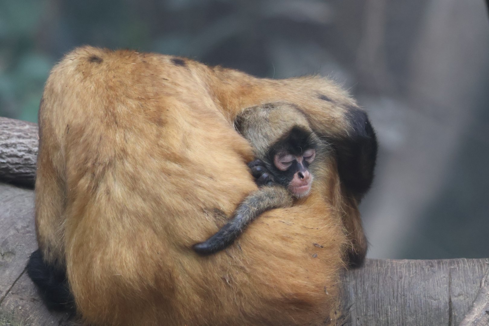 Geoffroy's Spider Monkey