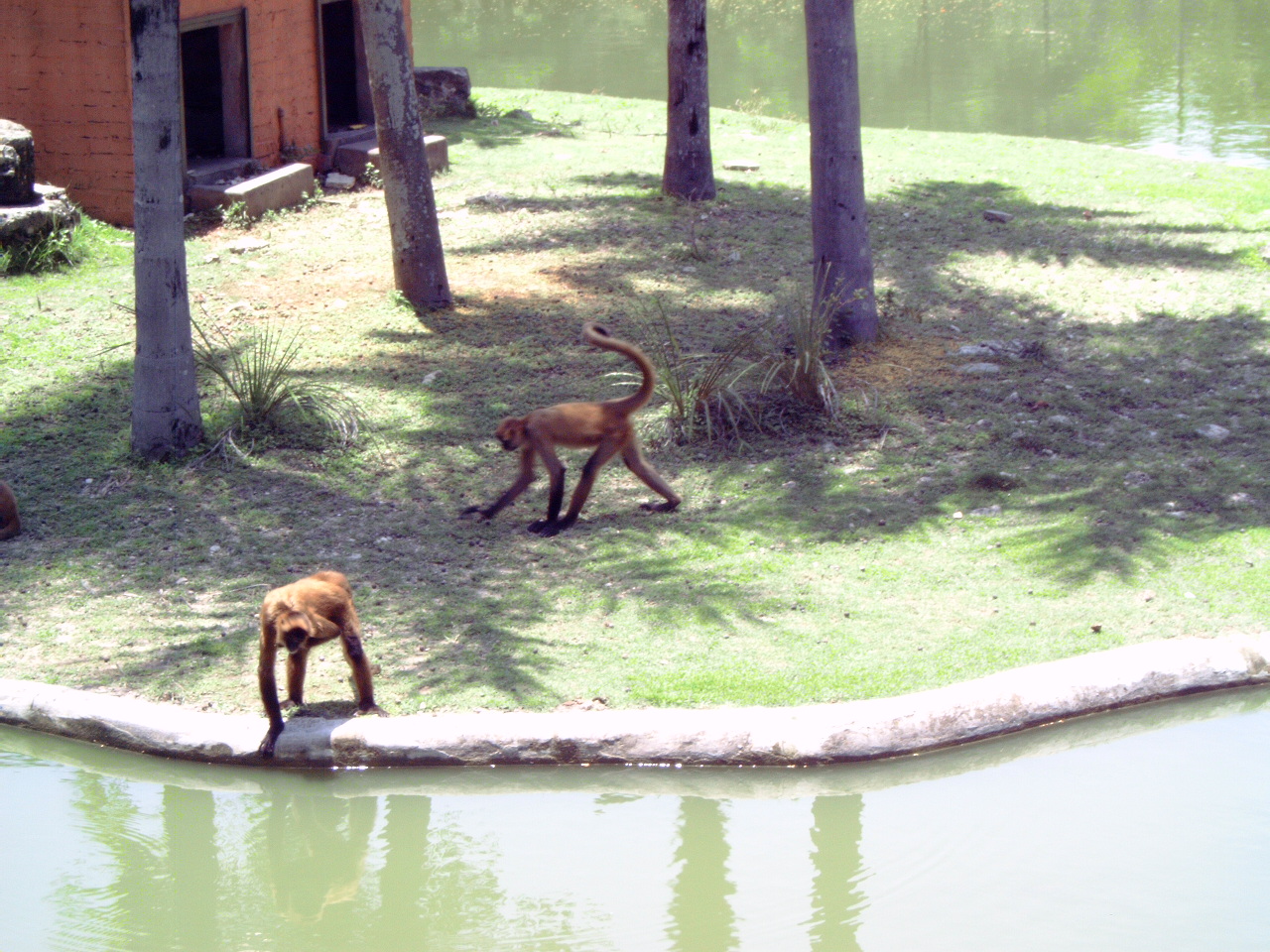 Geoffroy's Spider Monkeys (Ateles geoffroyi)